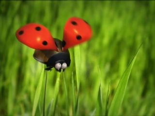 bold ladybug